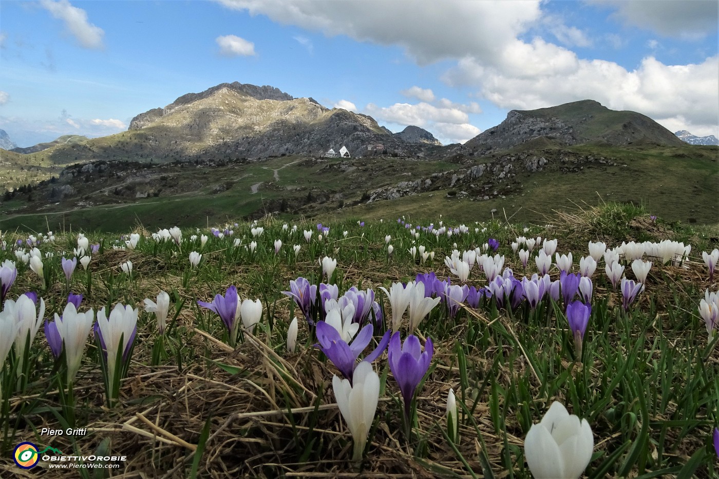 43 Crocus con vista in Cima di Piazzo e Zuccone Campelli.JPG